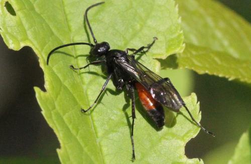 Priocnemis sp.